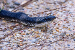 Pantherophis obsoletus