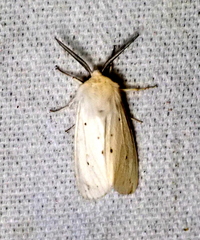 Spilosoma congrua