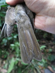 Turdus olivaceofuscus