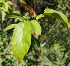Prunus angustifolia