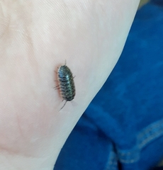 Armadillidium