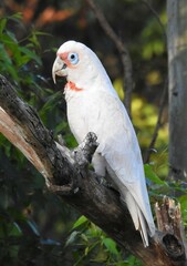 Cacatua tenuirostris