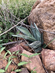 Agave shrevei