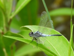 Brachydiplax sobrina