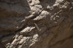 Insecta