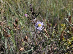 Symphyotrichum boreale