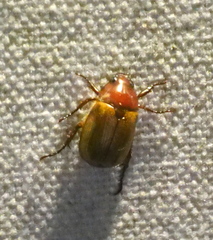 Anomala flavipennis