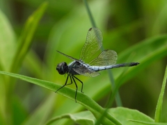 Brachydiplax sobrina