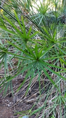 Cyperus alternifolius image