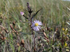 Symphyotrichum boreale