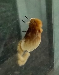 Megalopyge opercularis