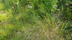 Panicum virgatum