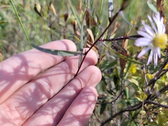 Symphyotrichum boreale