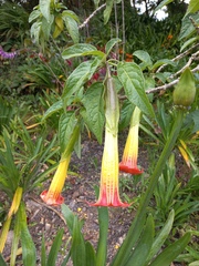 Brugmansia sanguinea