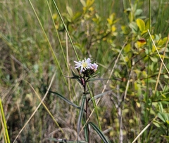 Symphyotrichum boreale