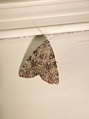 Catocala lineella