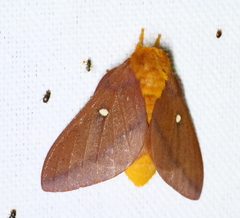 Anisota virginiensis