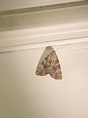 Catocala lineella