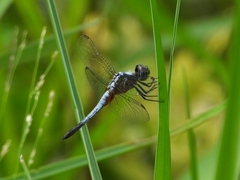 Brachydiplax chalybea