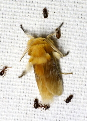 Megalopyge opercularis