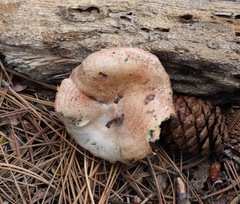 Lactarius deliciosus