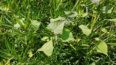 Fallopia