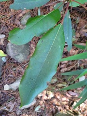 Daphniphyllum oldhami