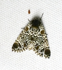 Harrisimemna trisignata