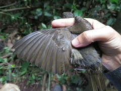 Turdus olivaceofuscus