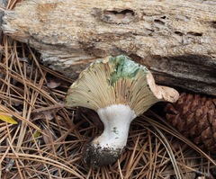 Lactarius deliciosus