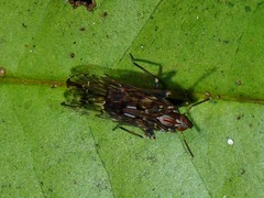 Delphacidae