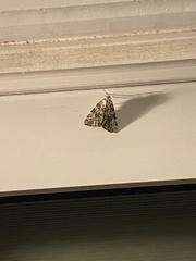 Catocala lineella