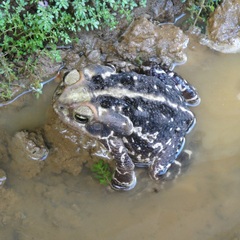 Rhinella diptycha