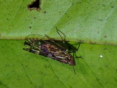 Delphacidae