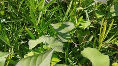 Fallopia