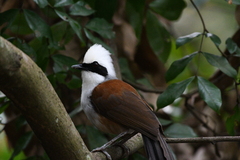 Garrulax leucolophus