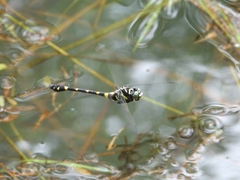 Ictinogomphus decoratus