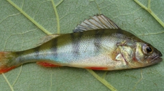 Perca fluviatilis
