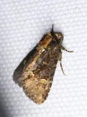 Homophoberia apicosa