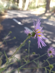 Dieteria canescens