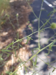 Dieteria canescens