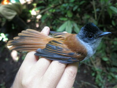 Terpsiphone atrochalybeia