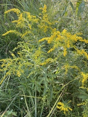 Solidago
