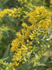 Solidago