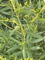Solidago