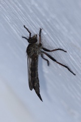 Neomochtherus willistoni