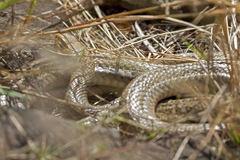Pseudonaja textilis