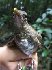 Turdus olivaceofuscus