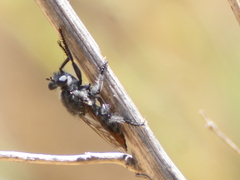 Laphriinae