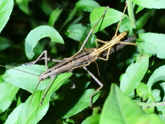 Anisomorpha ferruginea